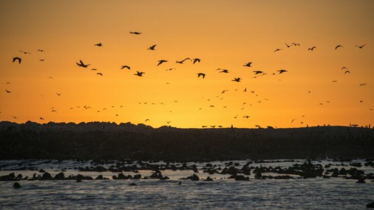 Sunset at Dyer Island nature reserve