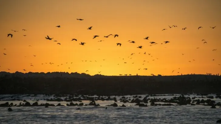 Sunset at Dyer Island nature reserve