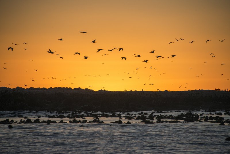 Sunset at Dyer Island nature reserve