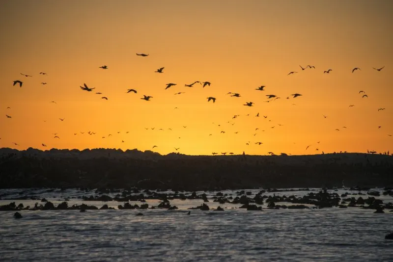 Sunset at Dyer Island nature reserve