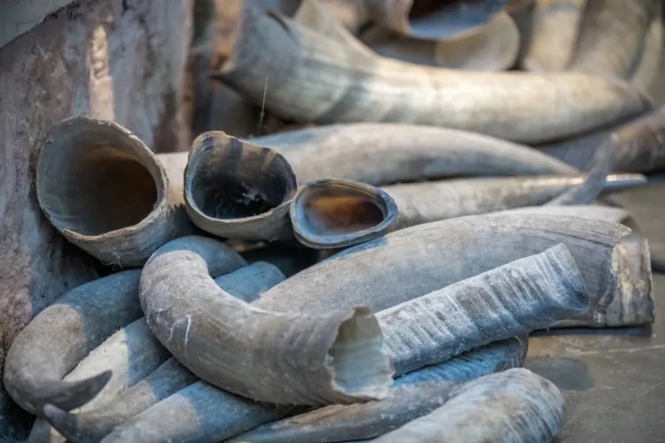 Asian Elephant: Why Is It Endangered? 13 Tusks for sale in Old Town market in Feng Huang