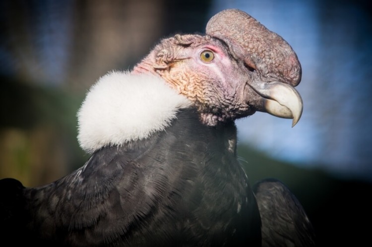 Face of the Andean Condor