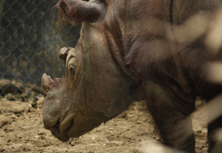 Face of the Sumatran Rhino