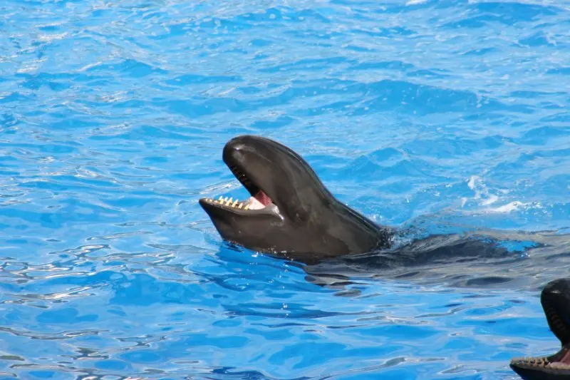  False Killer Whale at the zoo