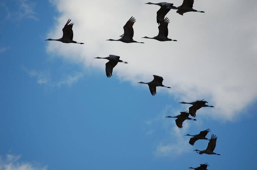 Flock of Crane