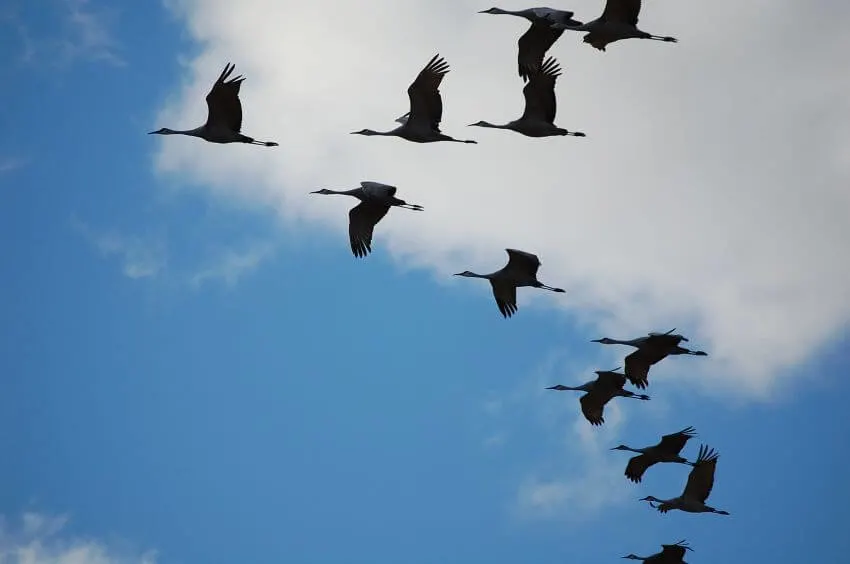 Flock of Crane