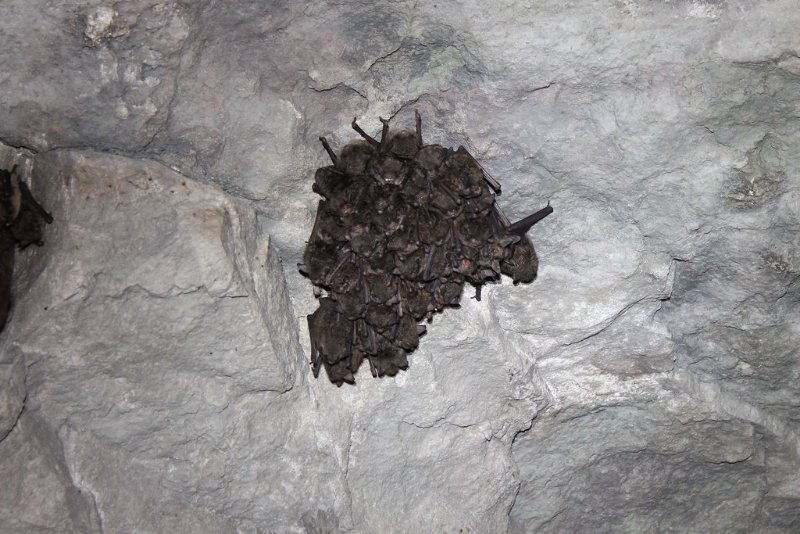 Indiana Bat: Why Is It Endangered? 4 Group of Indiana bat