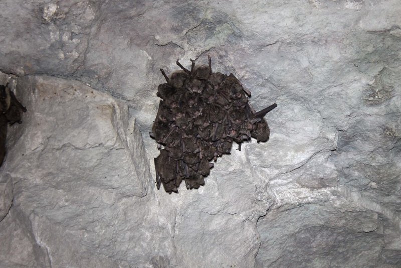 Group of Indiana bat