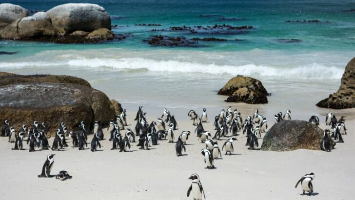 Flock of penguin standing at sea shore