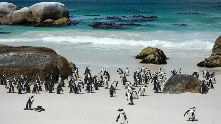 Flock of penguin standing at sea shore