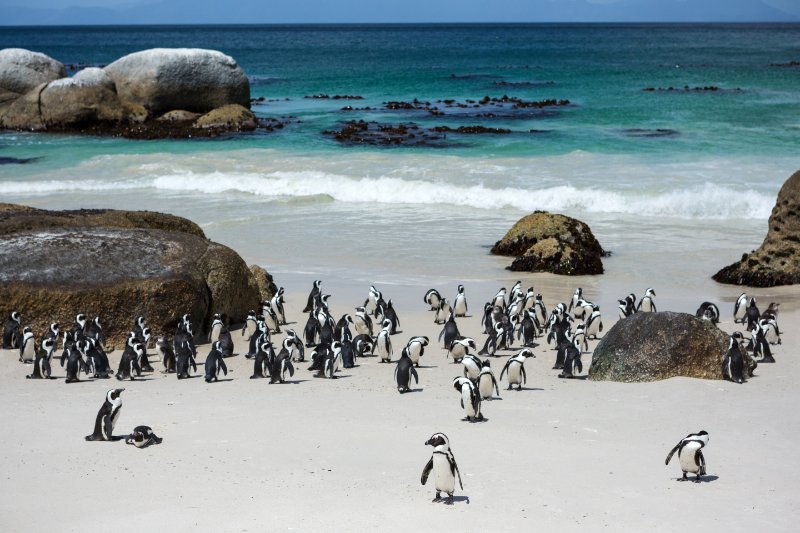 Flock of penguin standing at sea shore 