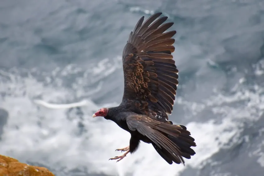 Flying California Condor