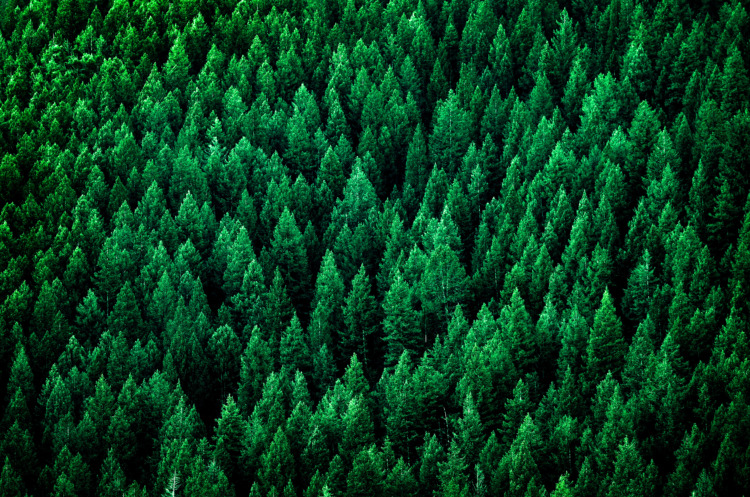 Forest of Pine Trees in Wilderness Mountains