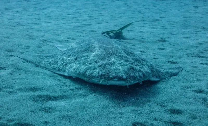 Front view of Angel shark