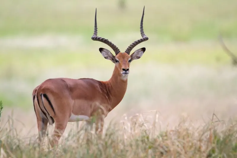 Frontal view of antelope