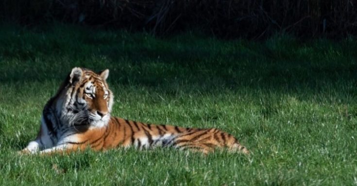Amur Tiger: Why is it Endangered?