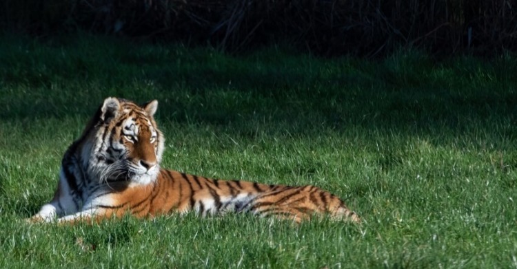 Amur Tiger Laying on Grass