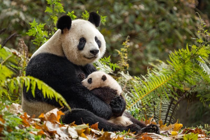 Giant Panda and cub