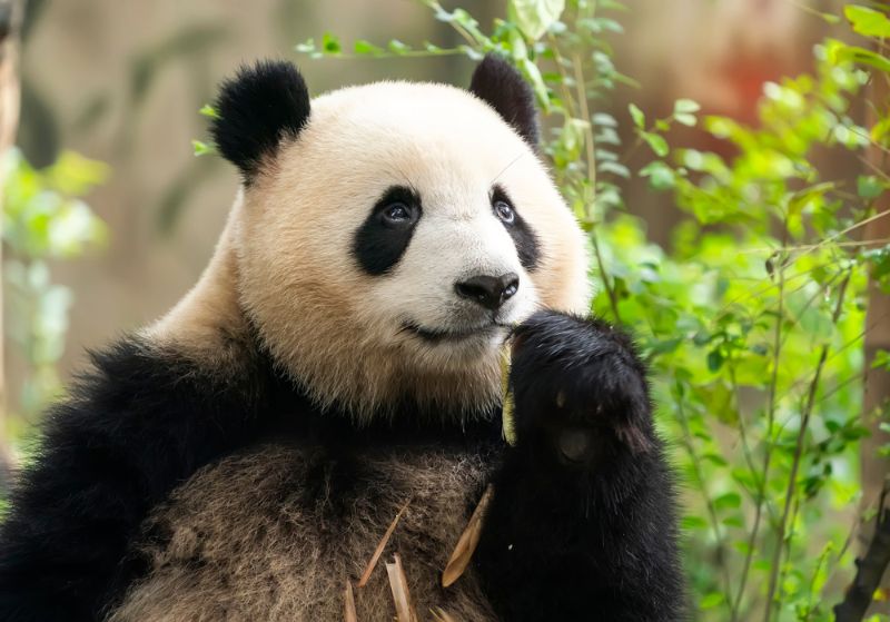 Giant panda eating