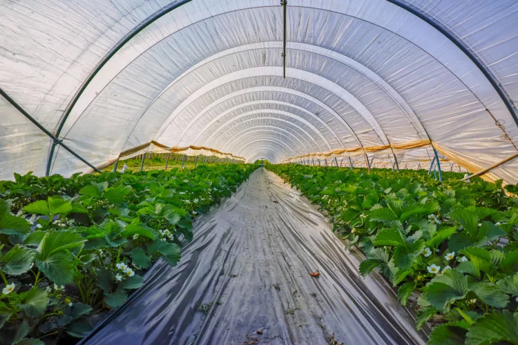 Blossom of strawberry plants growing in outdoor greenhouse covered with plastic film