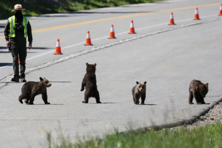 park ranger assisting four grizzly cubs cross the road