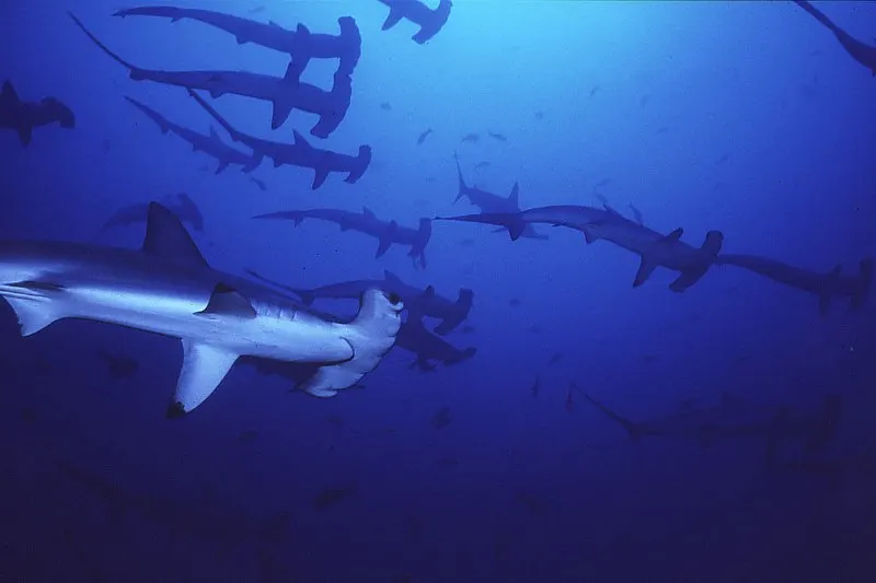 School of Scalloped Hammerhead Shark