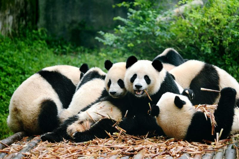Group of cute giant panda bear eating bamboo Chengdu, China