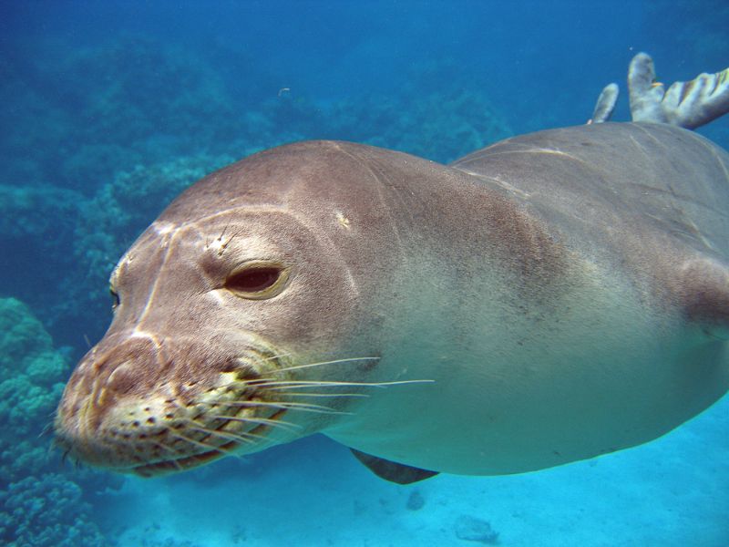 Hawaiian Monk Seal Swimming