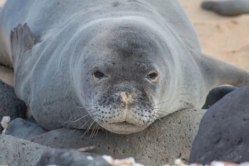 A resting Hawaiian Monk Seal