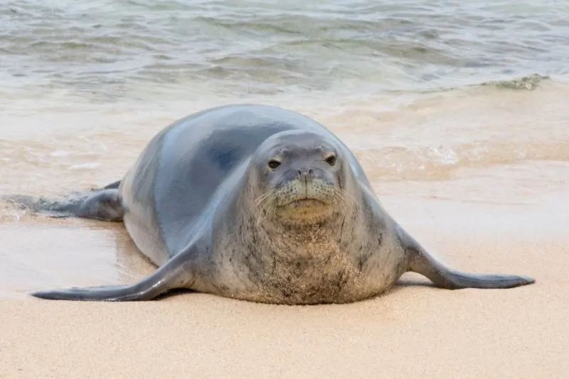 Hawaiian Monk Seal 1 Hawaiian monk seal on a beach