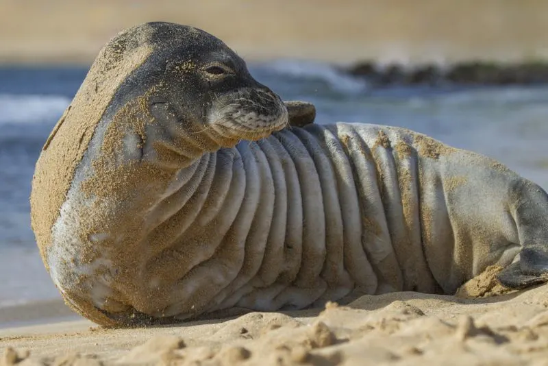 Hawaiian monk seal Playing by the beachside