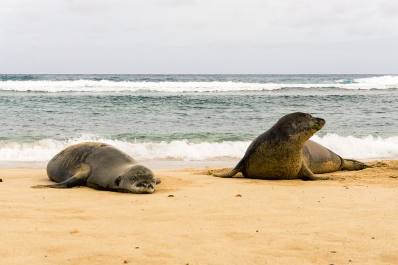 Hawaiian monk seal couple spending time on the beach