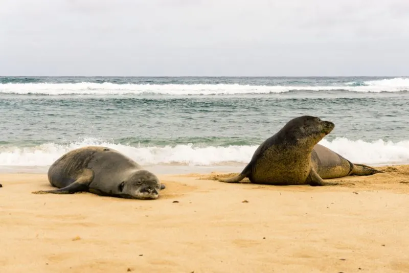 Hawaiian monk seal couple spending time on the beach