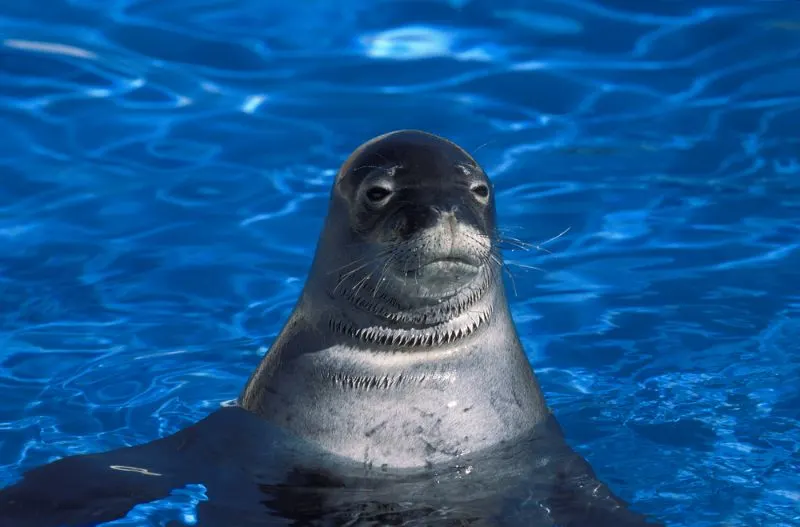 HAWAIIAN MONK SEAL monachus schauinslandi SWIMMING IN BLUE WATER