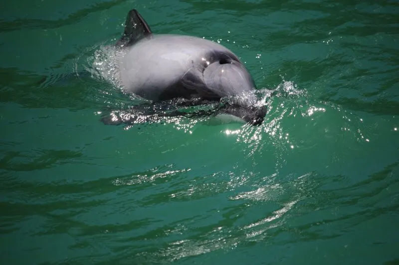 Hector’s Dolphin: Is It Endangered? 5 Hector's dolphin swimming in the ocean