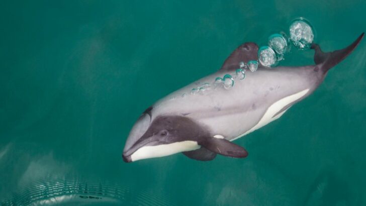 Hector's Dolphin blowing out bubbles