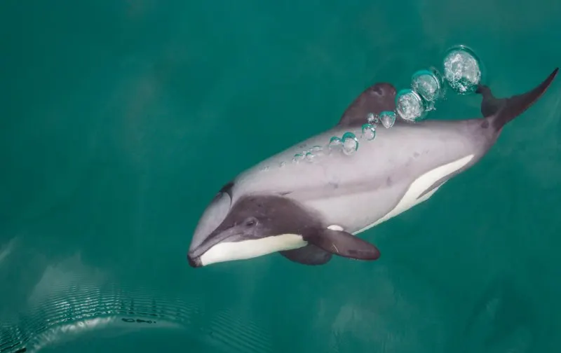 Hector's Dolphin blowing out bubbles