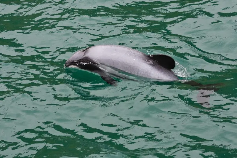 Hector's Dolphin swimming at sea 