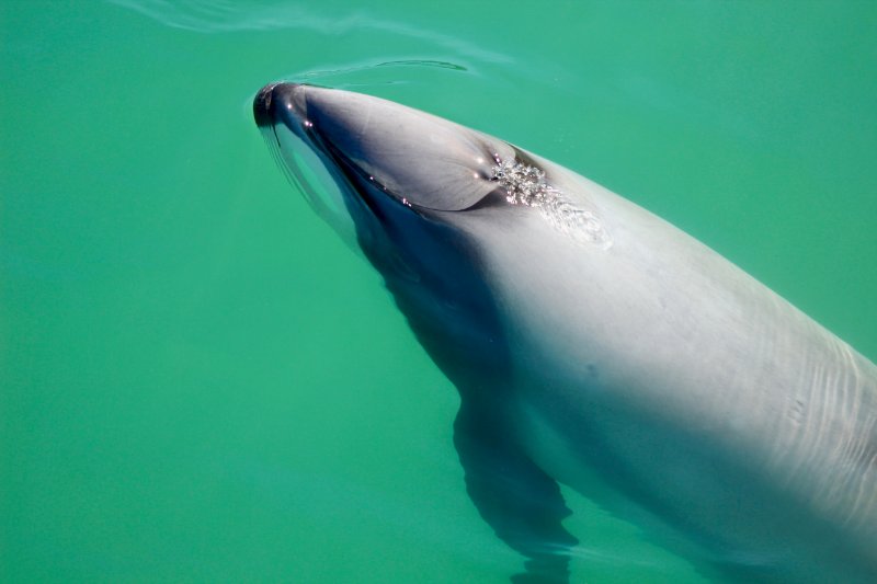 Close up of Hector's Dolphin