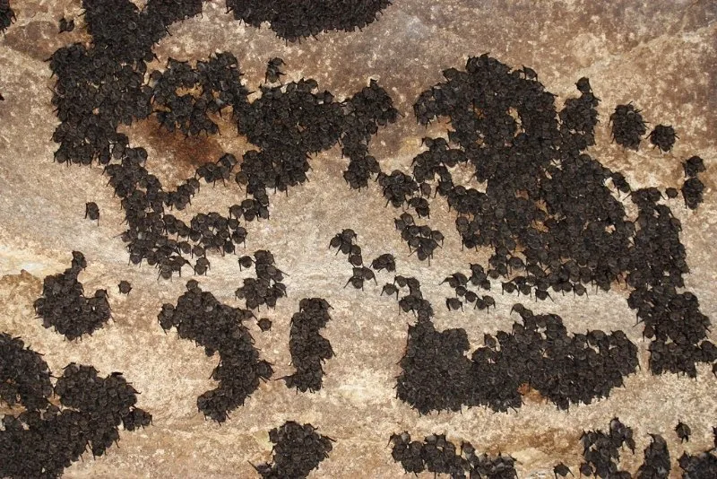 Indiana Bat: Why Is It Endangered? 5 Flocked of Hibernating Indiana Bats