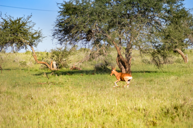 Hirola in the Savanna, Africa