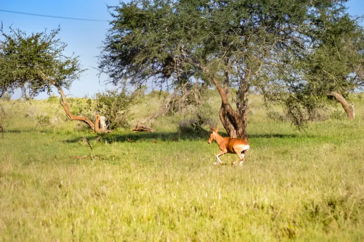 Hirola Antelope: Why Is It Endangered? 5 Hirola in the Savanna, Africa