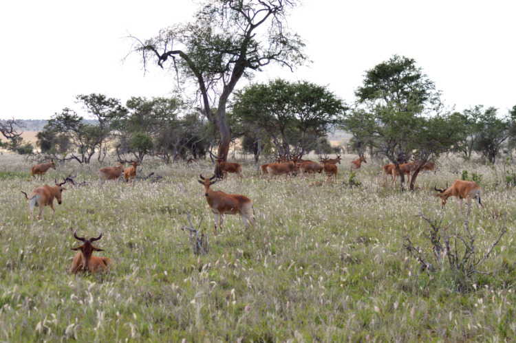 Flock of hirolas grazing in the savanna