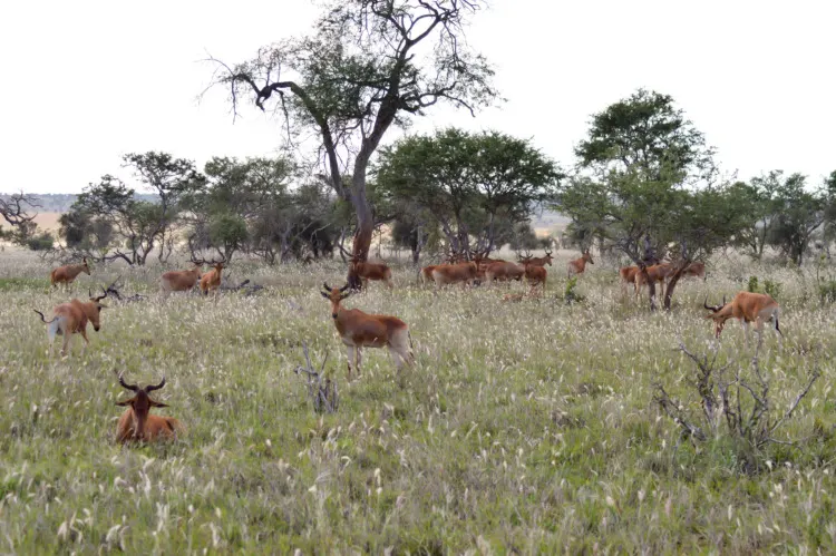 Flock of hirolas grazing in the savanna