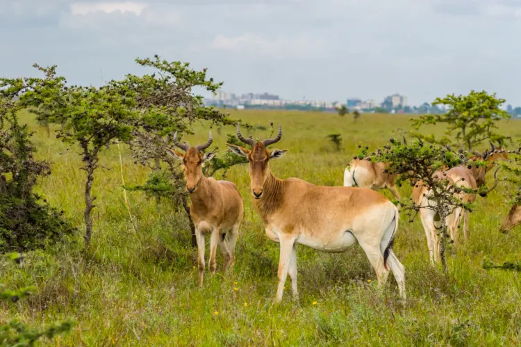 Flock of hirolas grazing in the savannah of Nairobi