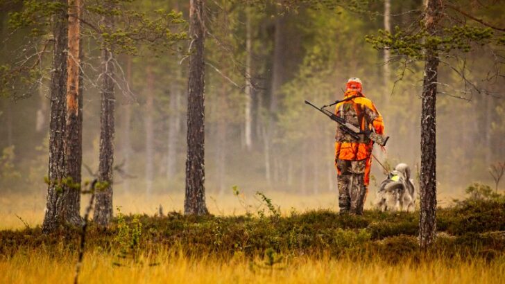 Hunter and hunting dogs chasing in the wilderness