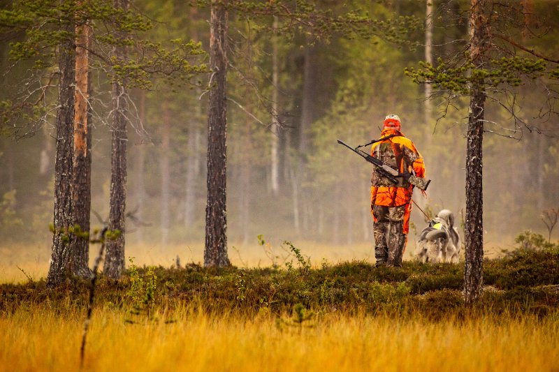 Hunter and hunting dogs chasing in the wilderness