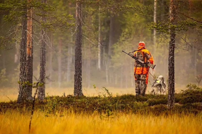What Is The Hunter’s Role In Wildlife Conservation? 5 Hunter and hunting dogs chasing in the wilderness