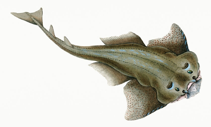 Angel Shark: Why Is It Endangered? 1 Illustration of Angel Shark