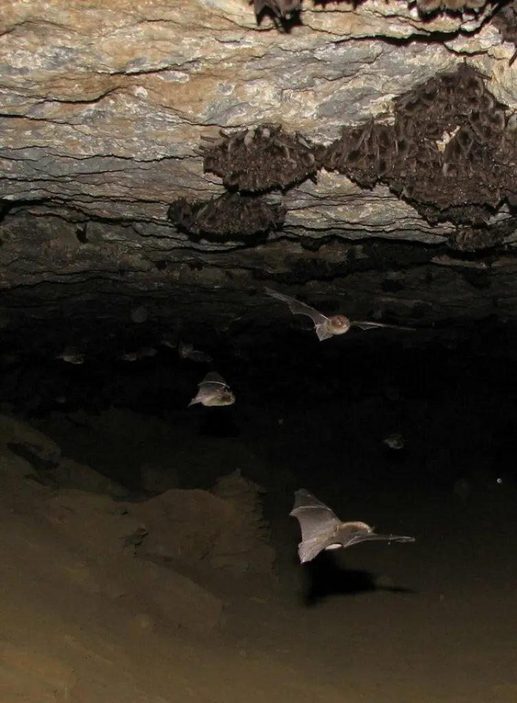 Indiana Bats Sleeping on a Cave